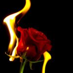 Rose on fire. Love and Hate post image