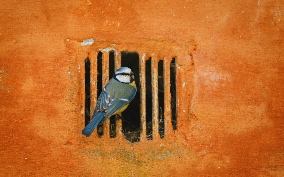 Chapter 27: PREPARING FOR RELEASE